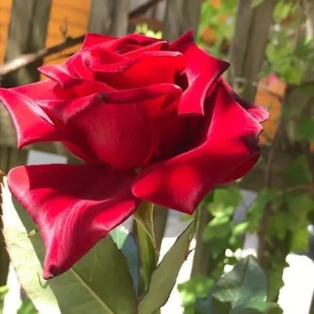 Apartment Dependance Ii *